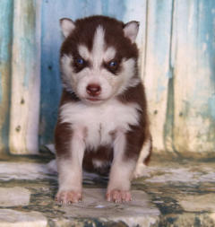 Siberian Husky Nordic Fire