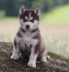 Siberian Husky Nordic Fire