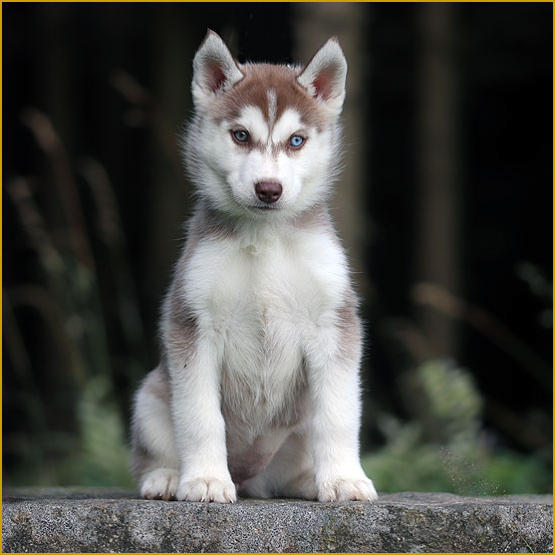 Siberian Husky Nordic Fire