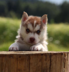 Siberian Husky Nordic Fire