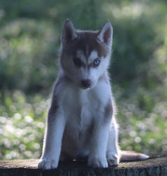 Siberian Husky Nordic Fire