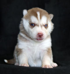 Siberian Husky Nordic Fire