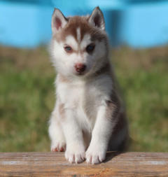 Siberian Husky Nordic Fire