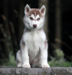 Siberian Husky Nordic Fire