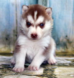 Siberian Husky Nordic Fire