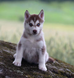 Siberian Husky Nordic Fire