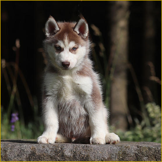 Siberian Husky Nordic Fire