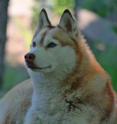 Siberian Husky Nordic Fire