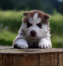 Siberian Husky Nordic Fire