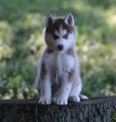 Siberian Husky Nordic Fire