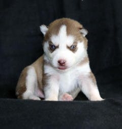 Siberian Husky Nordic Fire