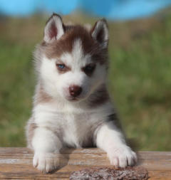 Siberian Husky Nordic Fire