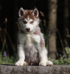 Siberian Husky Nordic Fire