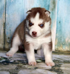 Siberian Husky Nordic Fire