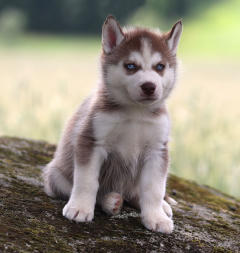 Siberian Husky Nordic Fire