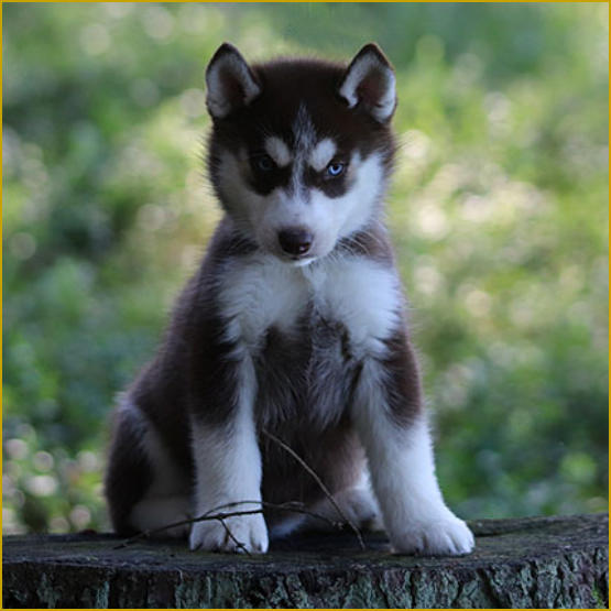 Siberian Husky Nordic Fire