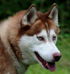 Siberian Husky Nordic Fire