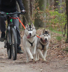 Siberian Husky Nordic Fire