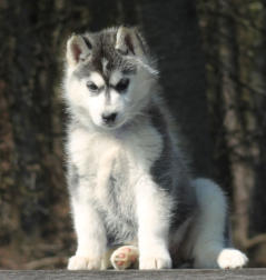 Siberian Husky Nordic Fire