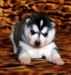 Siberian Husky Nordic Fire