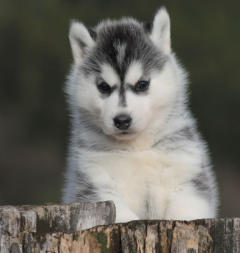 Siberian Husky Nordic Fire