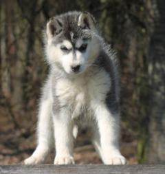 Siberian Husky Nordic Fire