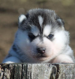 Siberian Husky Nordic Fire