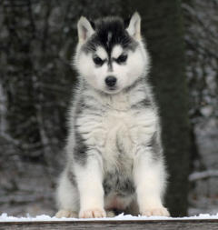 Siberian Husky Nordic Fire