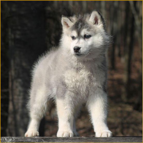 Siberian Husky Nordic Fire