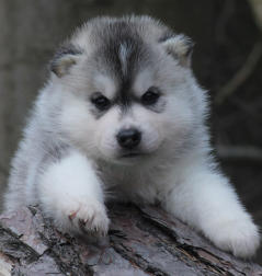 Siberian Husky Nordic Fire