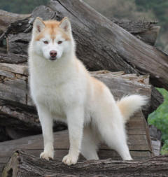 Siberian Husky Nordic Fire