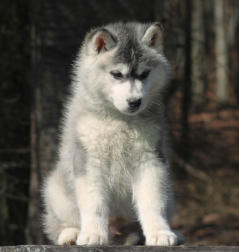 Siberian Husky Nordic Fire