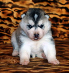 Siberian Husky Nordic Fire