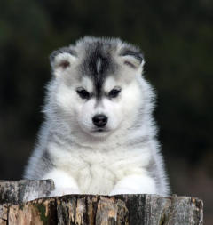 Siberian Husky Nordic Fire