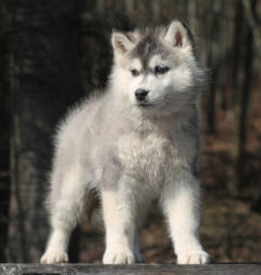 Siberian Husky Nordic Fire