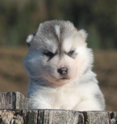 Siberian Husky Nordic Fire