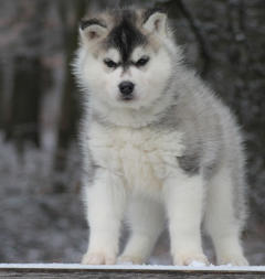 Siberian Husky Nordic Fire