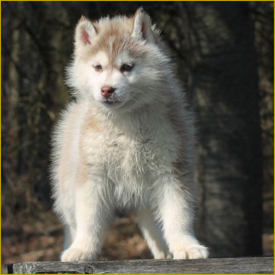 Siberian Husky Nordic Fire