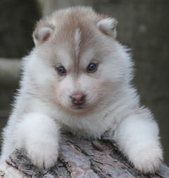 Siberian Husky Nordic Fire