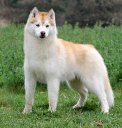 Siberian Husky Nordic Fire