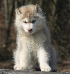 Siberian Husky Nordic Fire