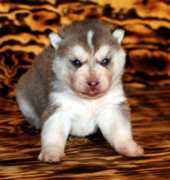 Siberian Husky Nordic Fire