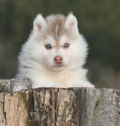 Siberian Husky Nordic Fire