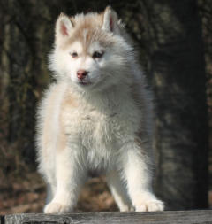 Siberian Husky Nordic Fire