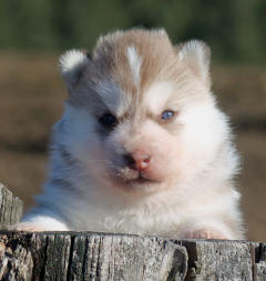 Siberian Husky Nordic Fire