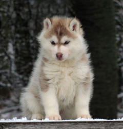 Siberian Husky Nordic Fire