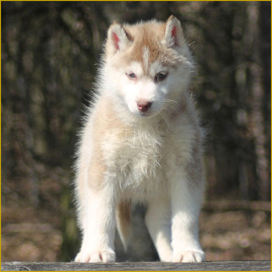 Siberian Husky Nordic Fire