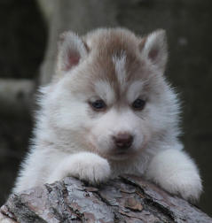 Siberian Husky Nordic Fire