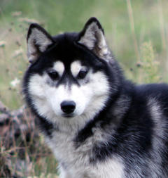 Siberian Husky Nordic Fire