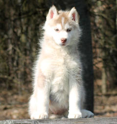 Siberian Husky Nordic Fire